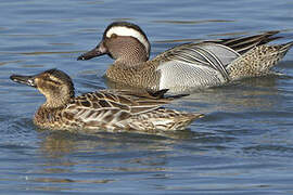 Garganey