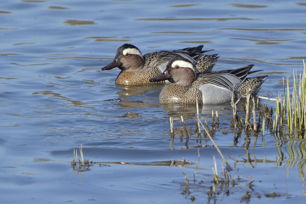 Sarcelle d'été mâle adulte, identification