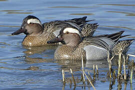 Garganey