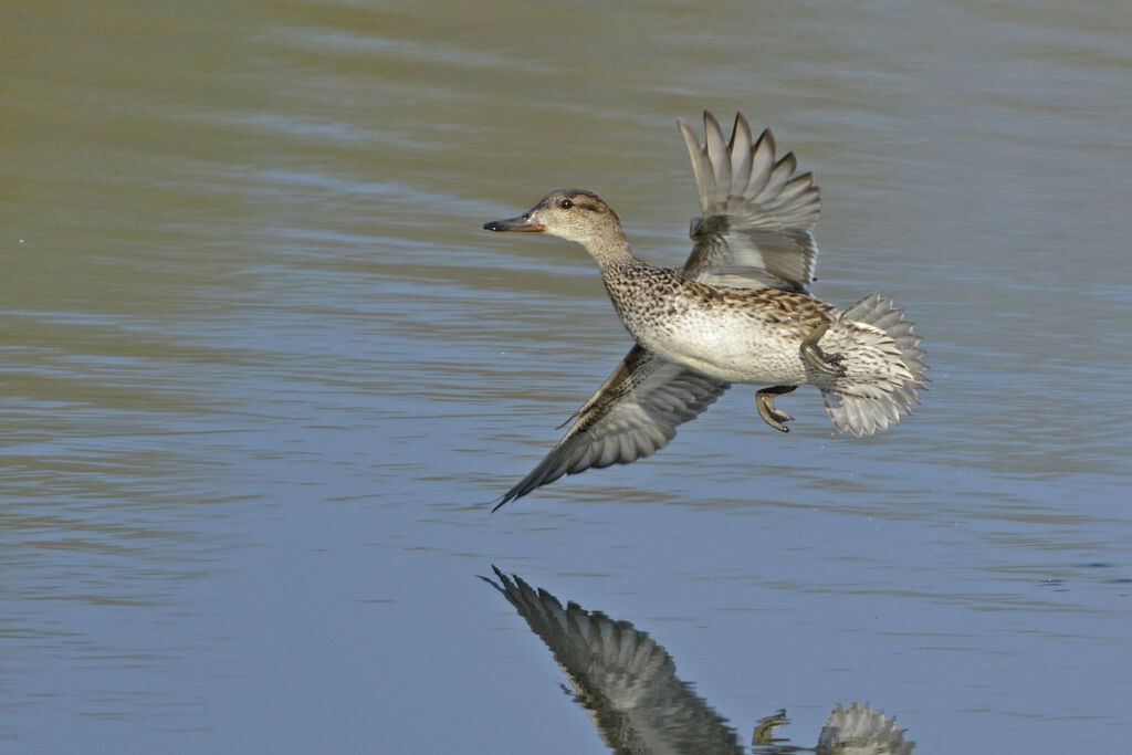 Eurasian Teal female adult