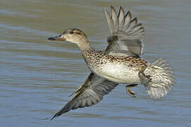 Eurasian Teal