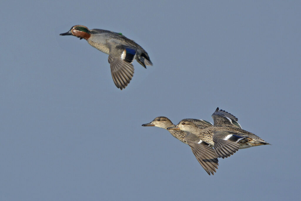 Eurasian Teal, Flight