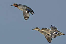 Eurasian Teal