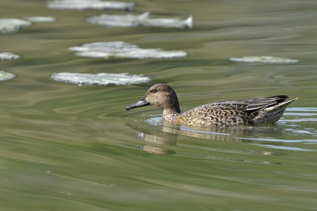 Eurasian Teal female adult