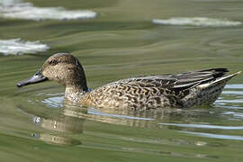 Eurasian Teal