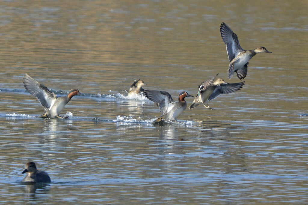 Eurasian Teal