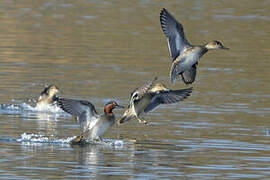 Eurasian Teal