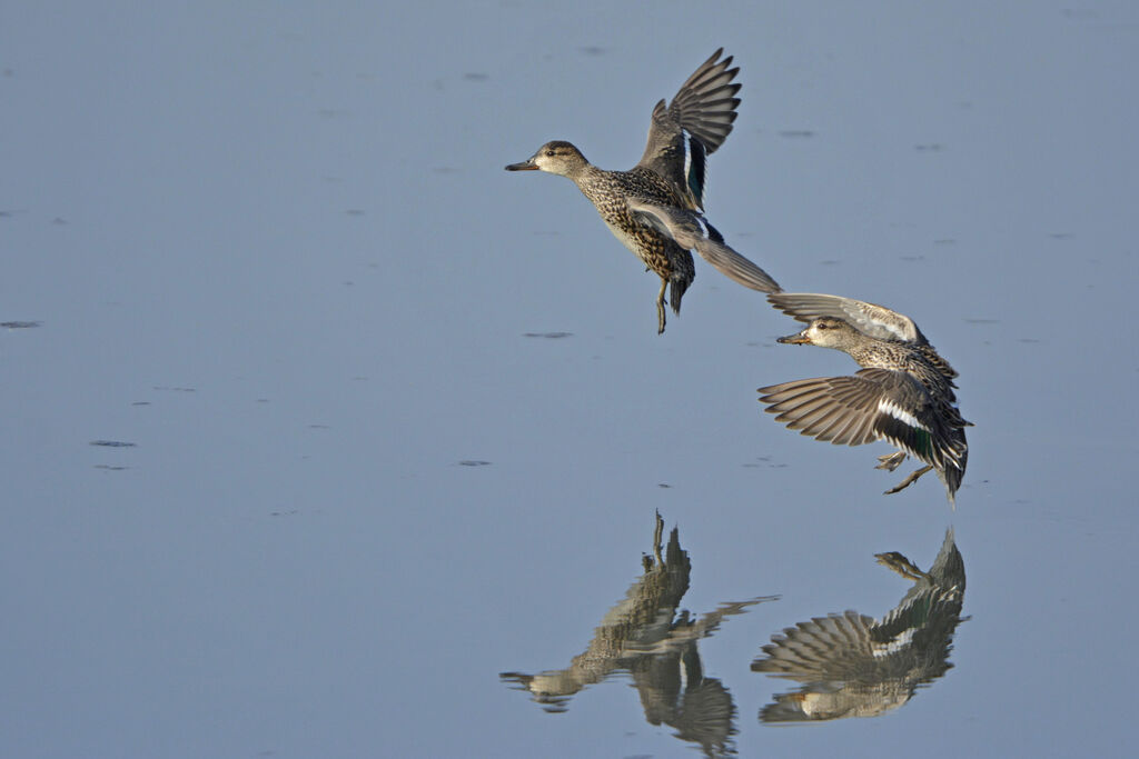 Eurasian Teal, Flight