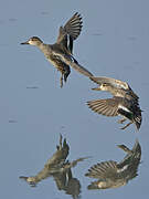 Eurasian Teal