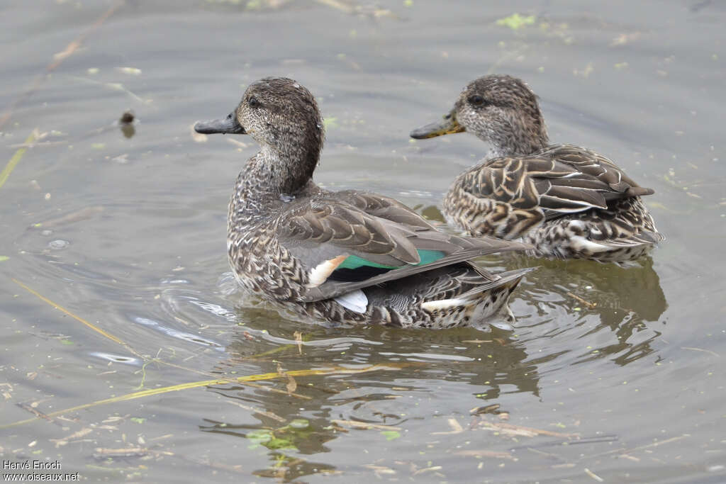 Eurasian Tealadult post breeding, pigmentation