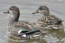 Eurasian Teal