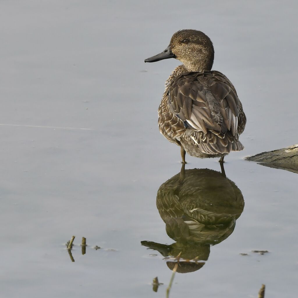 Eurasian Teal female adult