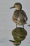 Eurasian Teal