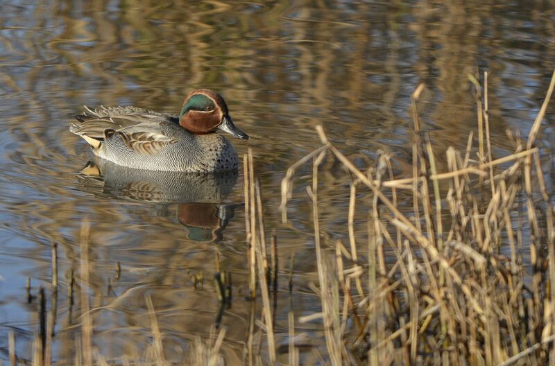 Eurasian Teal male adult transition, identification
