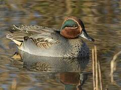 Eurasian Teal