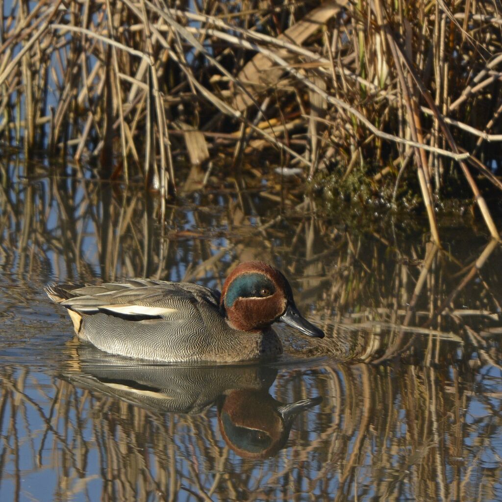 Eurasian Teal male adult breeding, identification