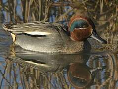 Eurasian Teal