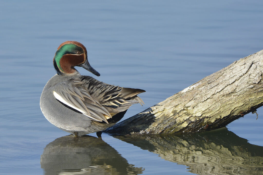 Sarcelle d'hiver mâle adulte, identification