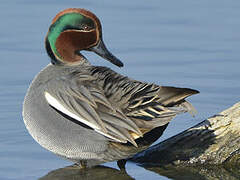 Eurasian Teal