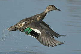 Eurasian Teal