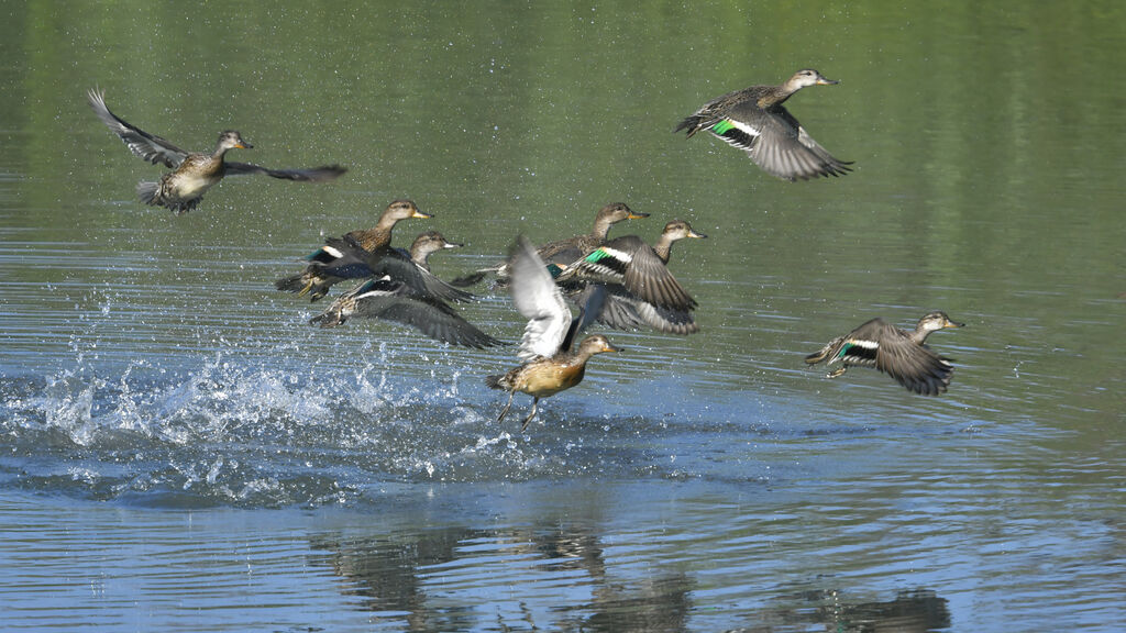 Eurasian Tealadult, Flight