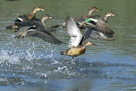 Eurasian Teal