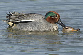 Eurasian Teal