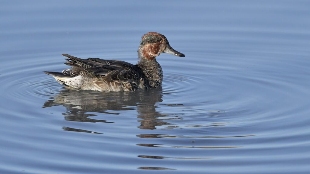 Eurasian Teal male adult transition, identification