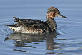 Eurasian Teal