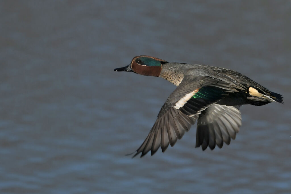 Eurasian Teal male adult breeding, Flight