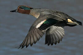 Eurasian Teal