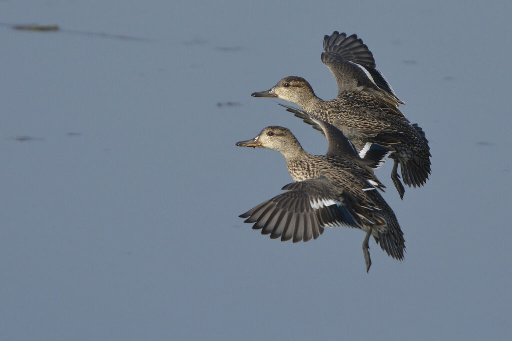 Eurasian Teal, identification