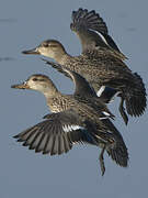 Eurasian Teal