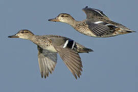 Eurasian Teal