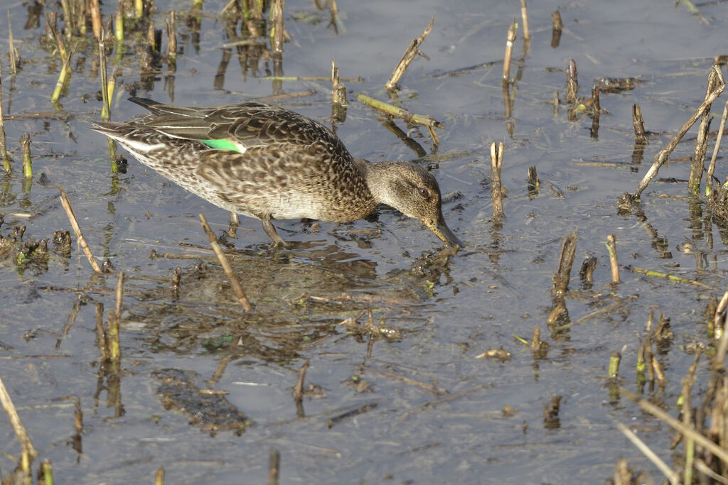 Eurasian Teal female adult, identification