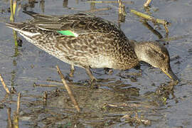 Eurasian Teal