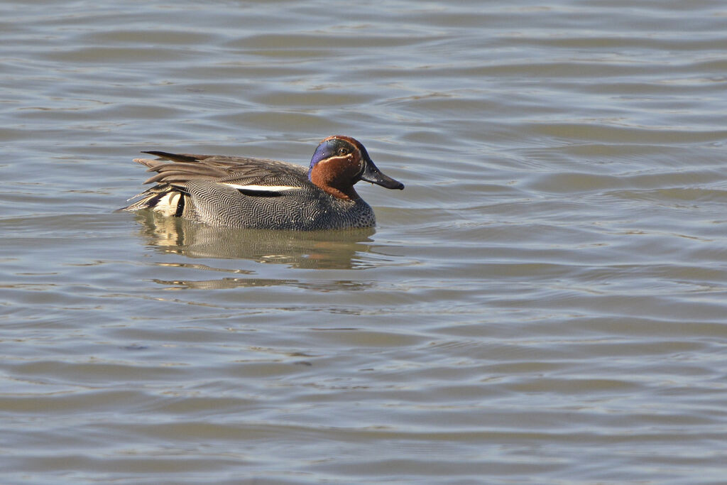 Sarcelle d'hiver mâle adulte, identification