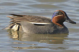 Eurasian Teal