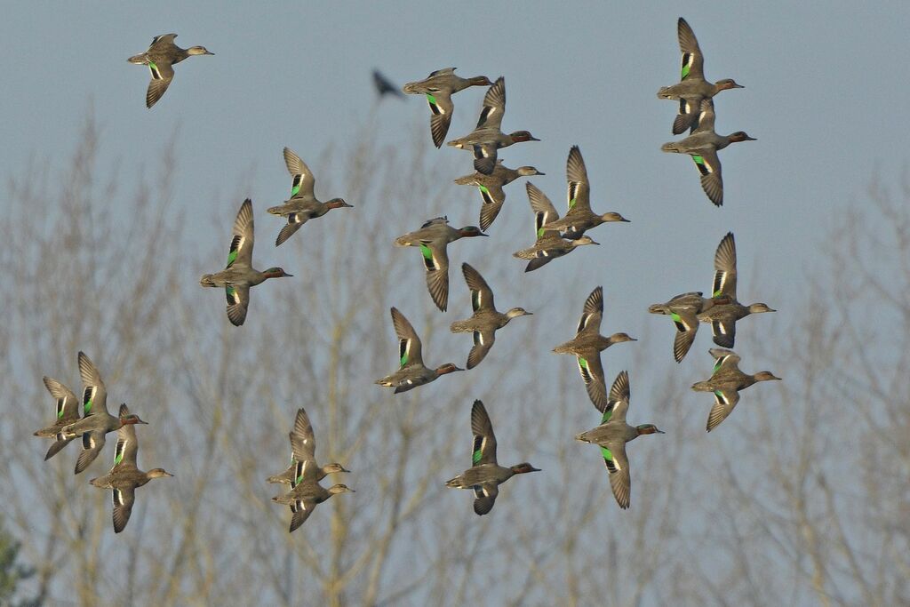 Eurasian Teal, Flight