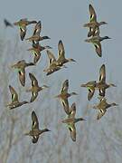 Eurasian Teal