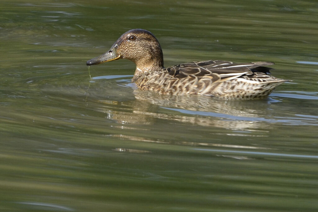 Eurasian Teal female adult