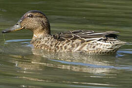 Eurasian Teal