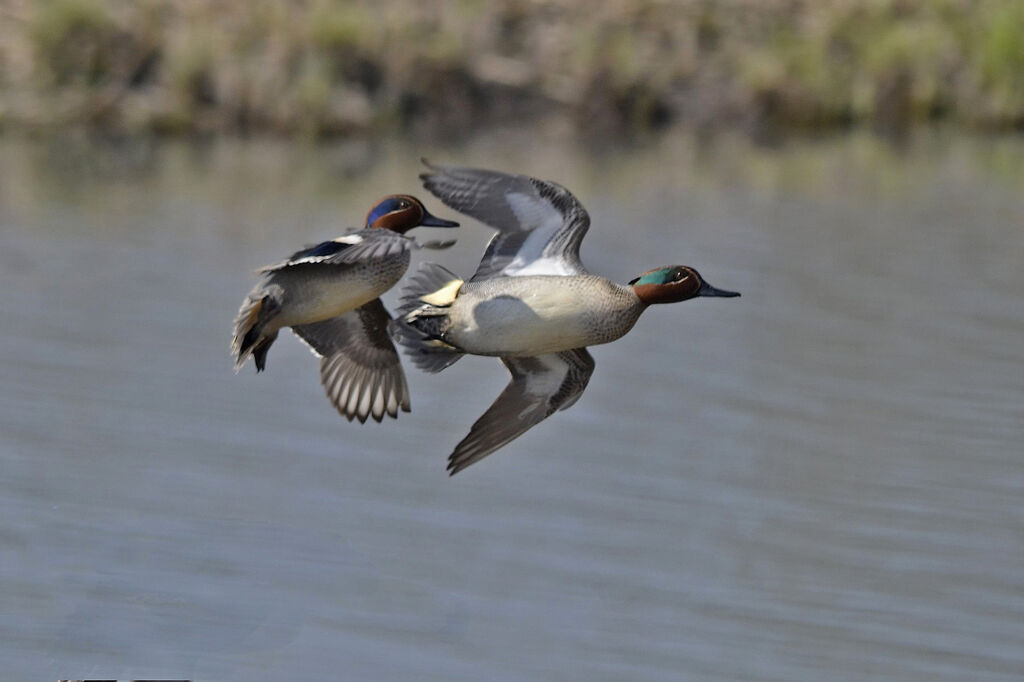 Eurasian Teal male adult, identification