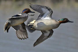 Eurasian Teal