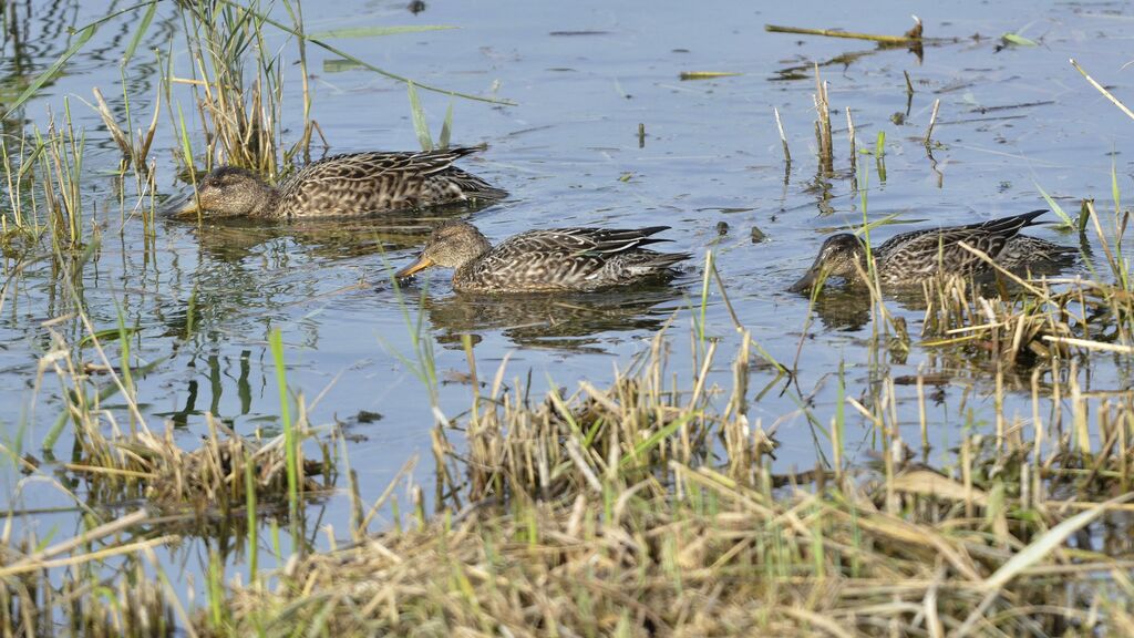 Eurasian Teal