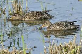 Eurasian Teal