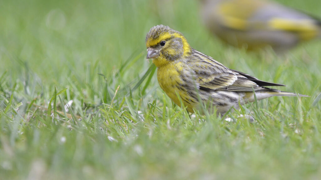 European Serin male adult, identification