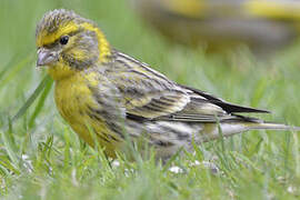 European Serin