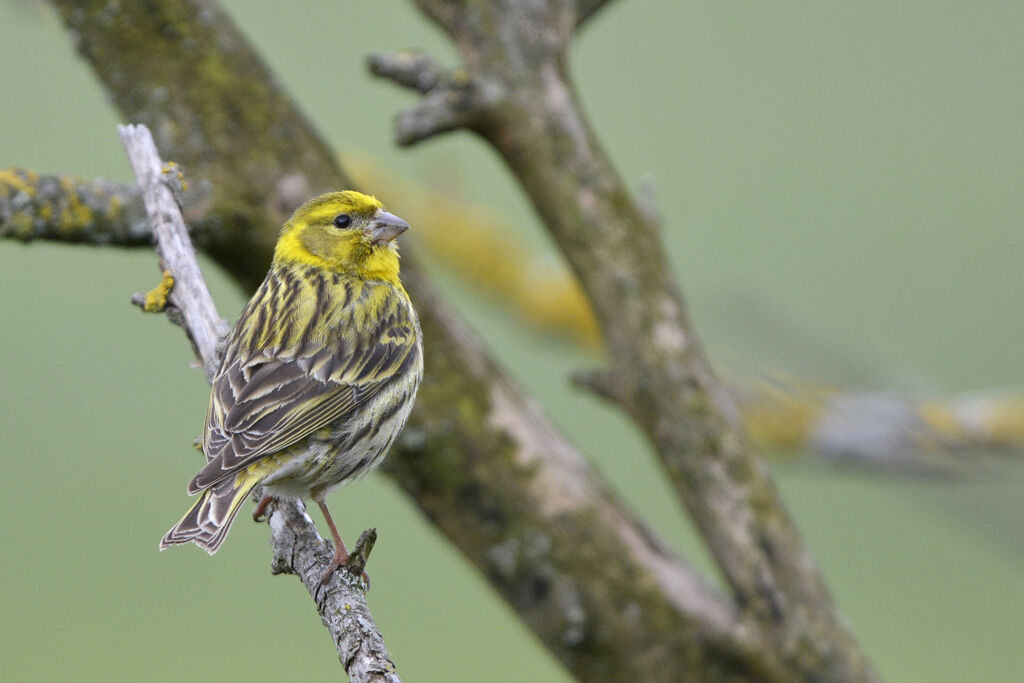 Serin ciniadulte, identification