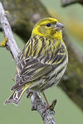 European Serin